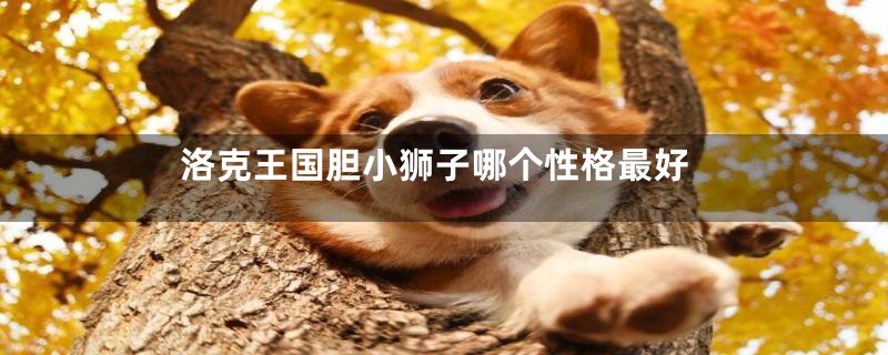 洛克王国胆小狮子哪个性格最好