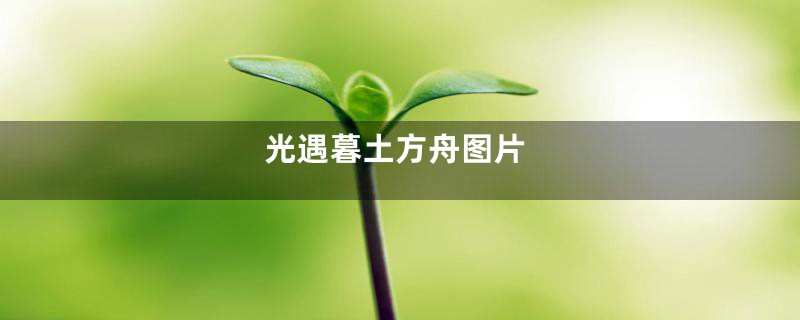 光遇暮土方舟图片