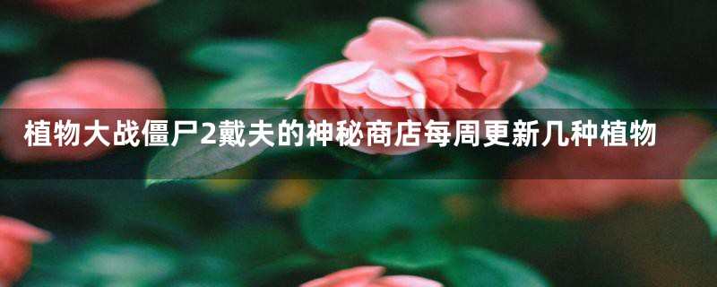 植物大战僵尸2戴夫的神秘商店每周更新几种植物