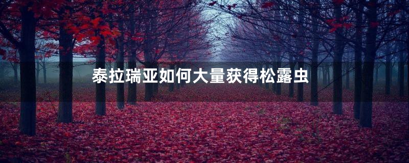 泰拉瑞亚如何大量获得松露虫