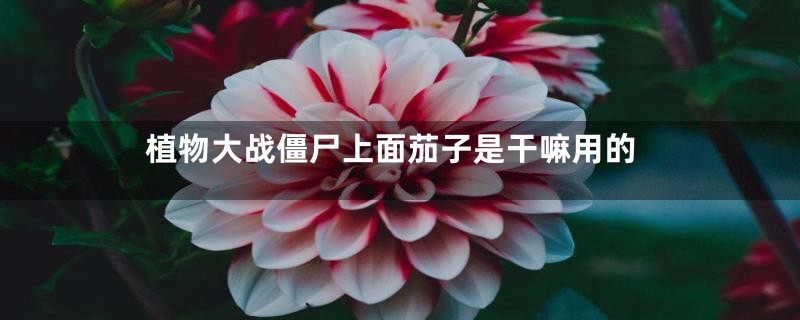 植物大战僵尸上面茄子是干嘛用的