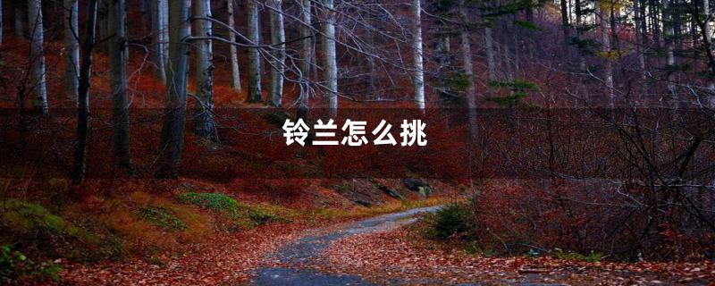 铃兰怎么挑