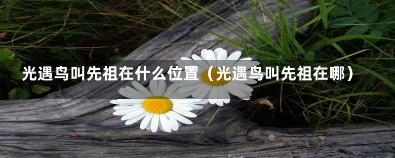 光遇鸟叫先祖在什么位置(光遇鸟叫先祖在哪)