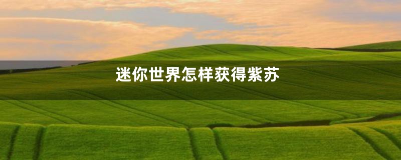 迷你世界怎样获得紫苏