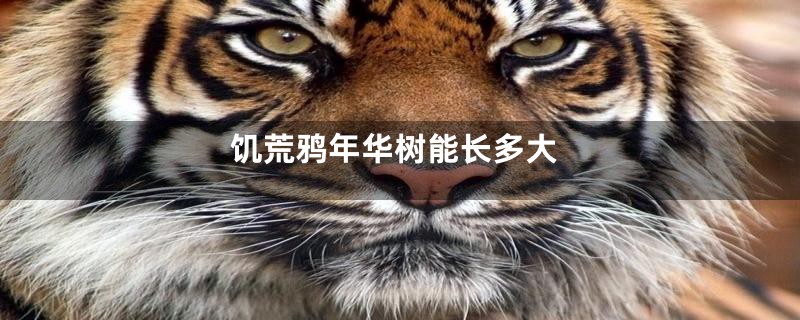 饥荒鸦年华树能长多大