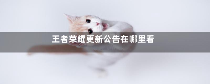 王者荣耀更新公告在哪里看