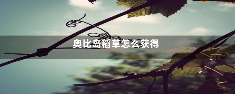 奥比岛稻草怎么获得