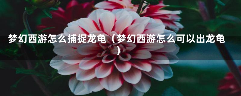 梦幻西游怎么捕捉龙龟（梦幻西游怎么可以出龙龟）