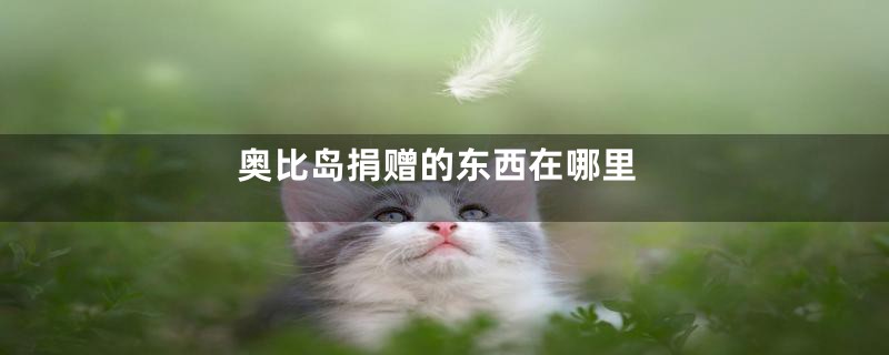 奥比岛捐赠的东西在哪里