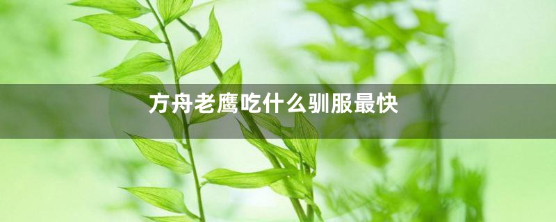 方舟老鹰吃什么驯服最快