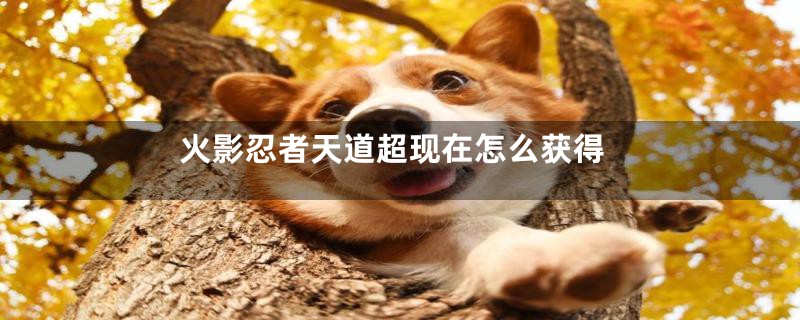 火影忍者天道超现在怎么获得