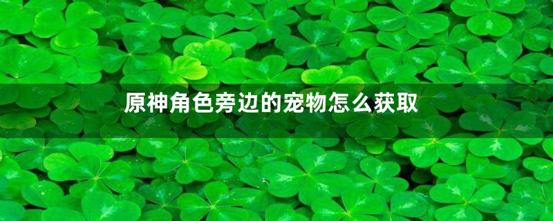 原神角色旁边的宠物怎么获取