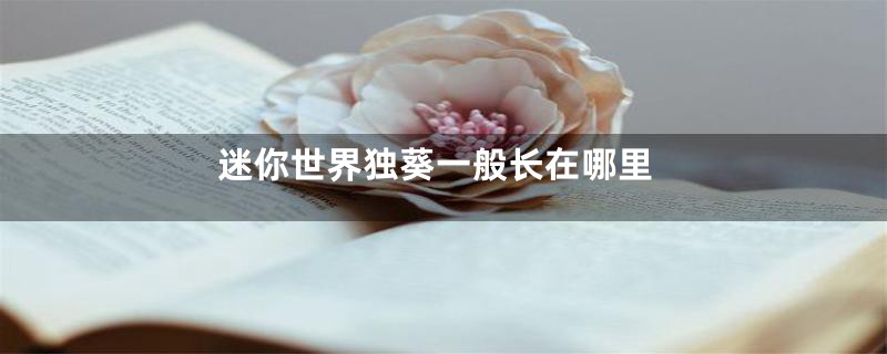 迷你世界独葵一般长在哪里
