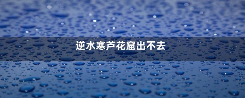 逆水寒芦花窟出不去