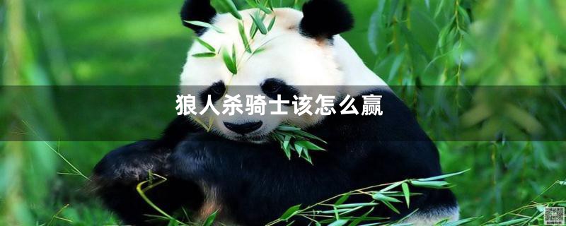 狼人杀骑士该怎么赢