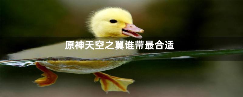 原神天空之翼谁带最合适
