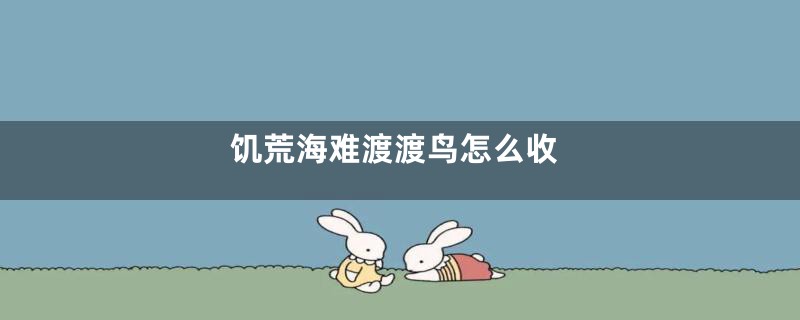 饥荒海难渡渡鸟怎么收