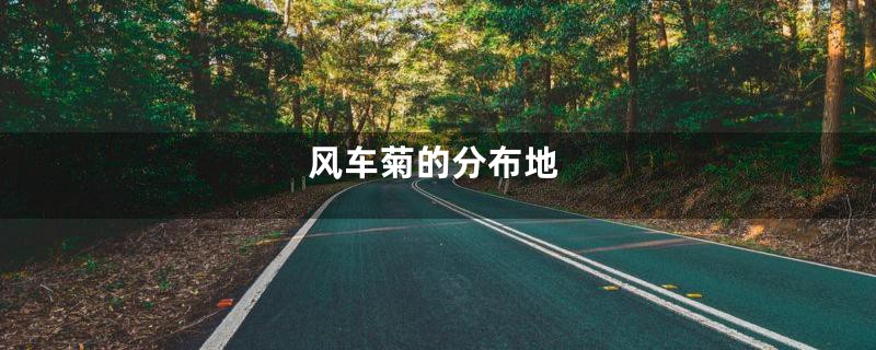 风车菊的分布地