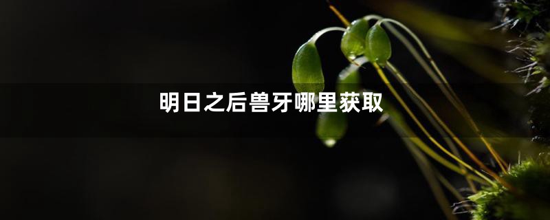 明日之后兽牙哪里获取