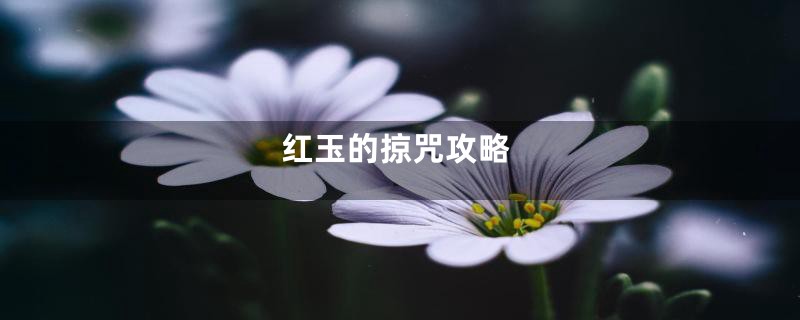 红玉的掠咒攻略