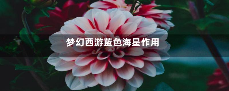 梦幻西游蓝色海星作用