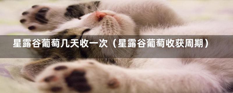 星露谷葡萄几天收一次(星露谷葡萄收获周期)