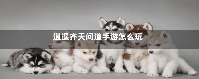 逍遥齐天问道手游怎么玩