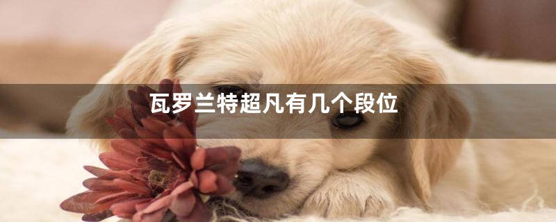 瓦罗兰特超凡有几个段位
