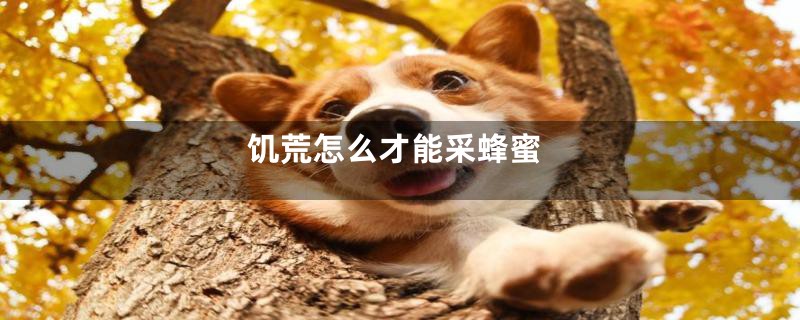 饥荒怎么才能采蜂蜜