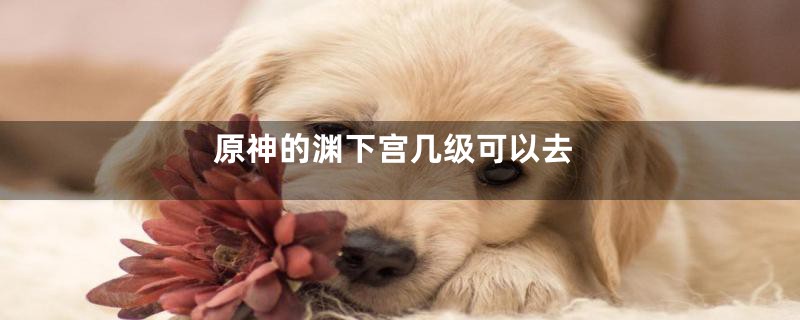 原神的渊下宫几级可以去