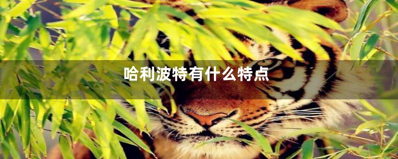 哈利波特有什么特点