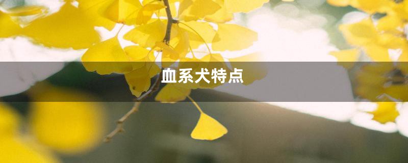 血系犬特点
