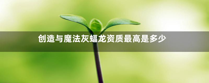 创造与魔法灰蝠龙资质最高是多少