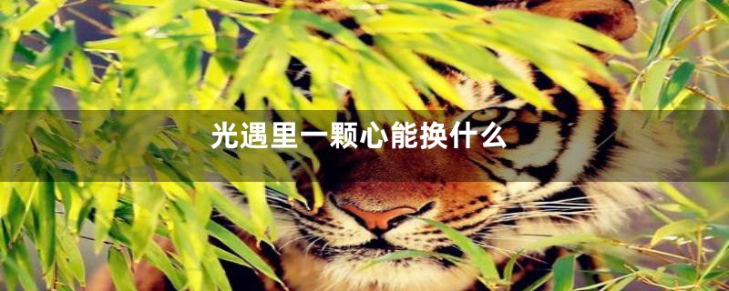 光遇里一颗心能换什么