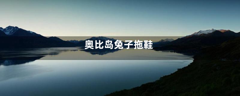 奥比岛兔子拖鞋