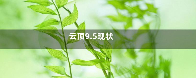 云顶9.5现状