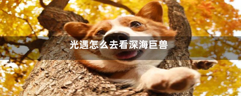 光遇怎么去看深海巨兽