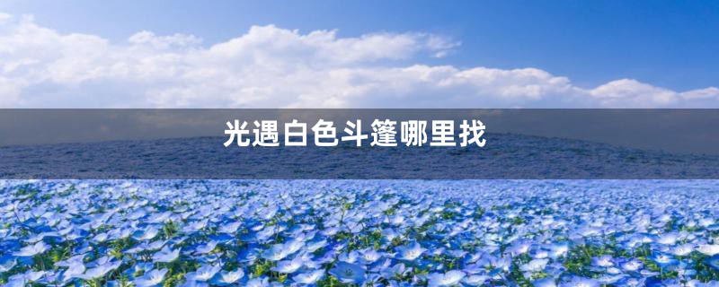 光遇白色斗篷哪里找
