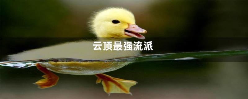 云顶最强流派