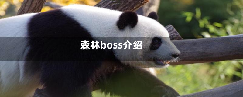森林boss介绍