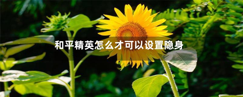 和平精英怎么才可以设置隐身