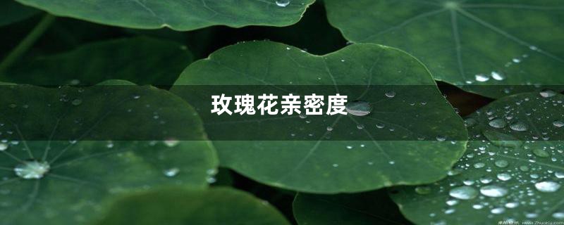 玫瑰花亲密度