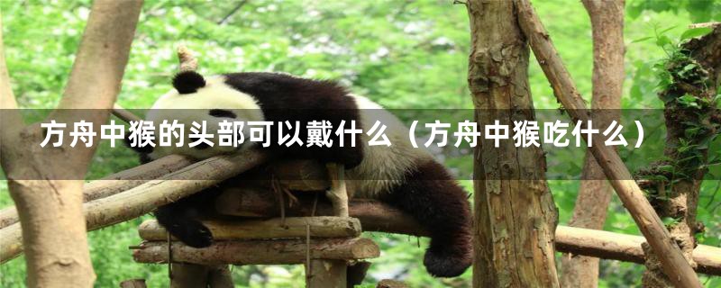方舟中猴的头部可以戴什么(方舟中猴吃什么)
