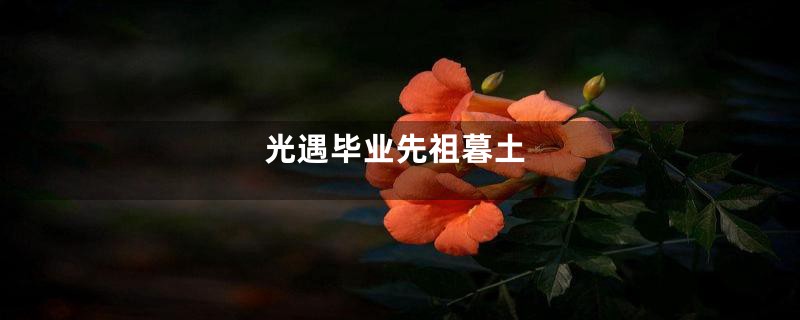 光遇毕业先祖暮土