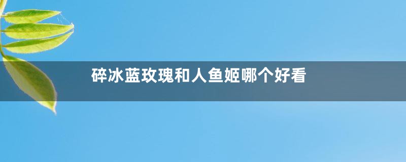 碎冰蓝玫瑰和人鱼姬哪个好看