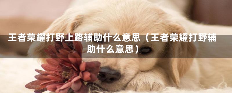 王者荣耀打野上路辅助什么意思（王者荣耀打野辅助什么意思）