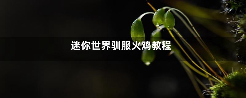 迷你世界驯服火鸡教程