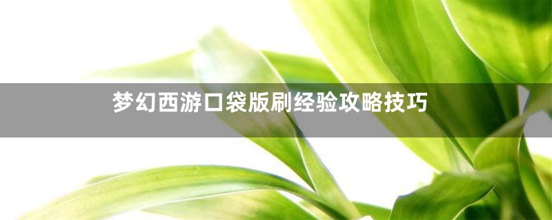梦幻西游口袋版刷经验攻略技巧