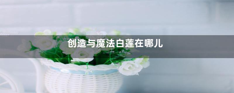 创造与魔法白莲在哪儿