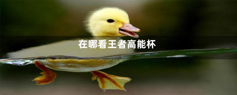 在哪看王者高能杯